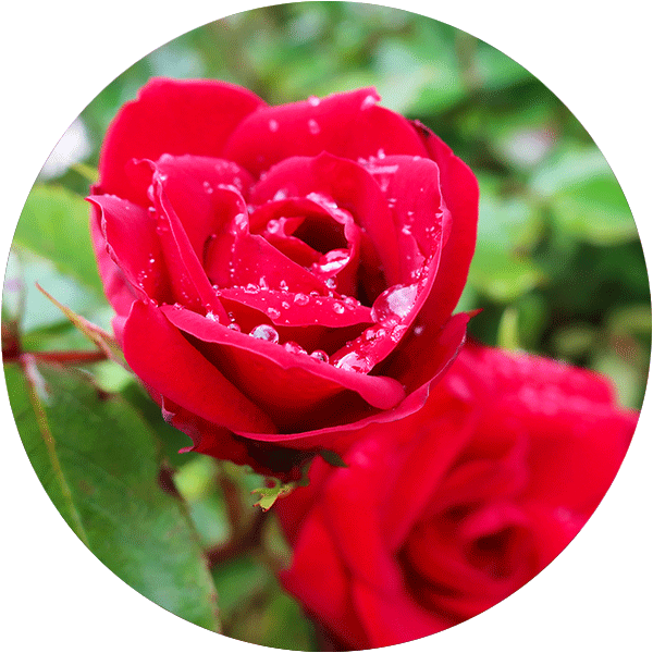 A close up of red roses.